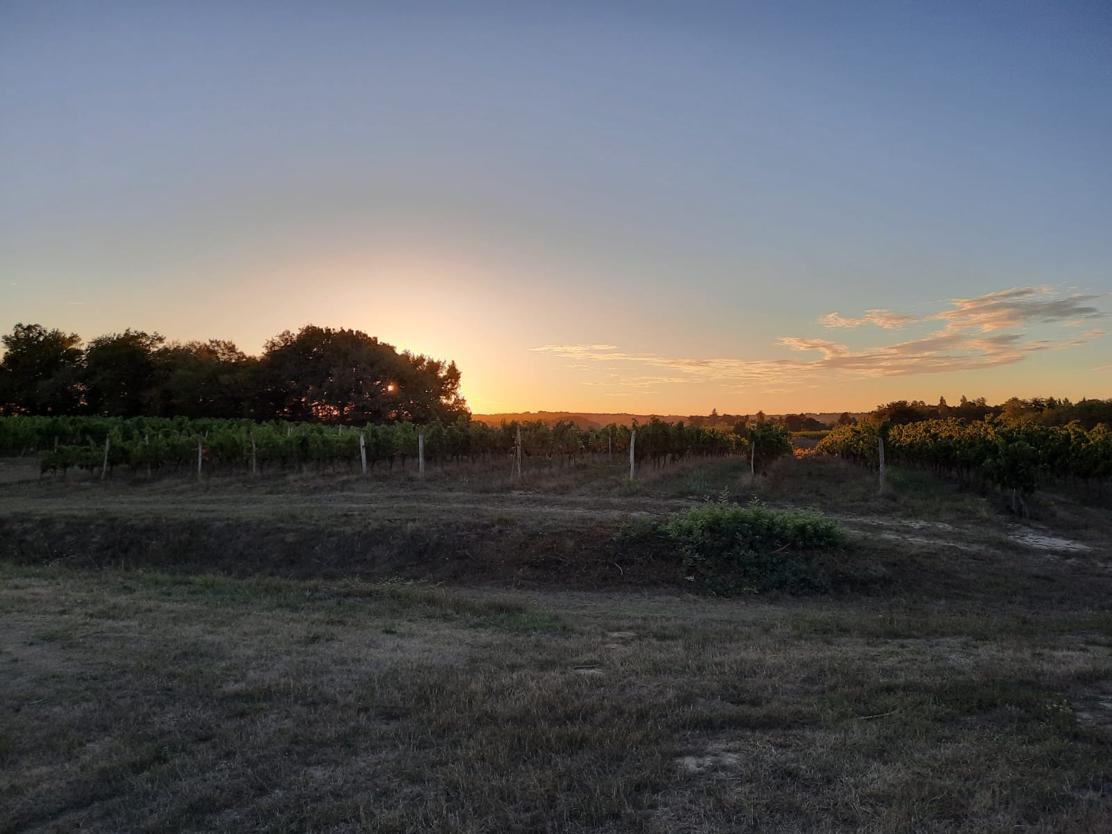 Weinberge in der Abendsonne